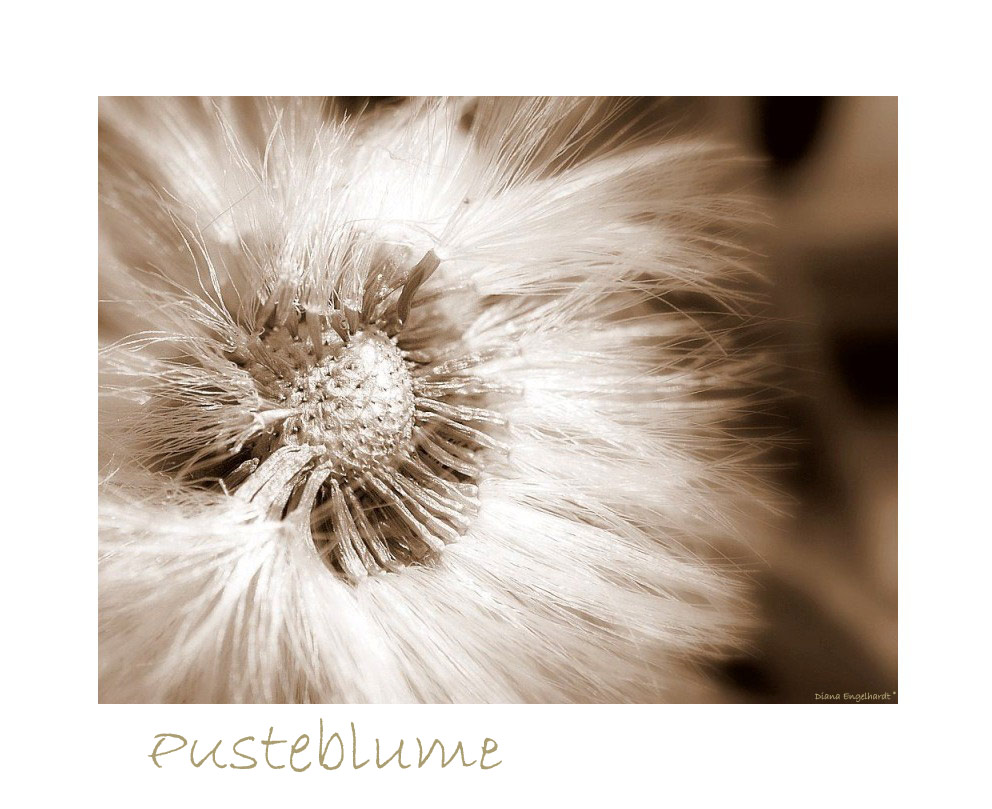 " Pusteblume "