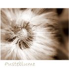 " Pusteblume "