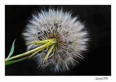 Pusteblume