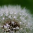 Pusteblume