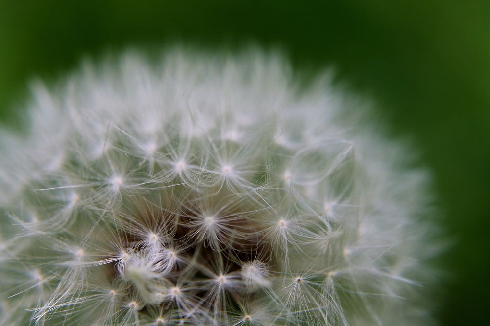 Pusteblume