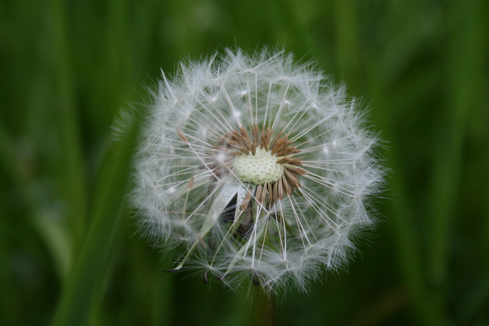 Pusteblume