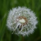 Pusteblume