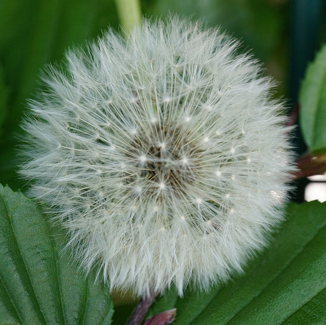 Pusteblume