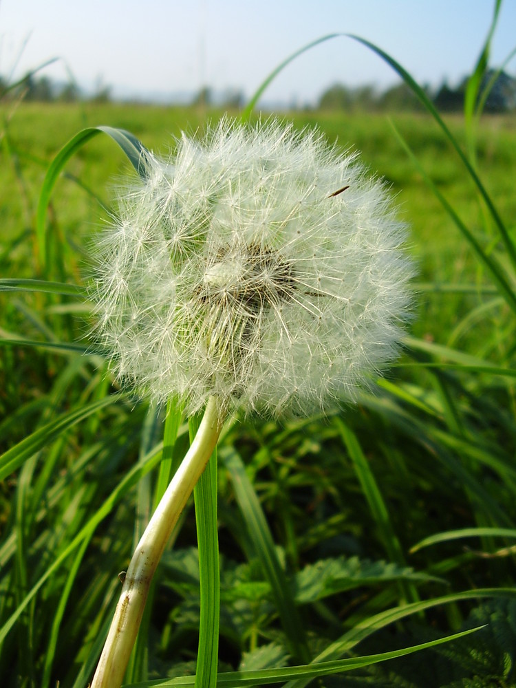 Pusteblume