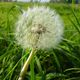 Pusteblume