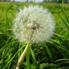 Pusteblume