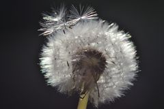 Pusteblume