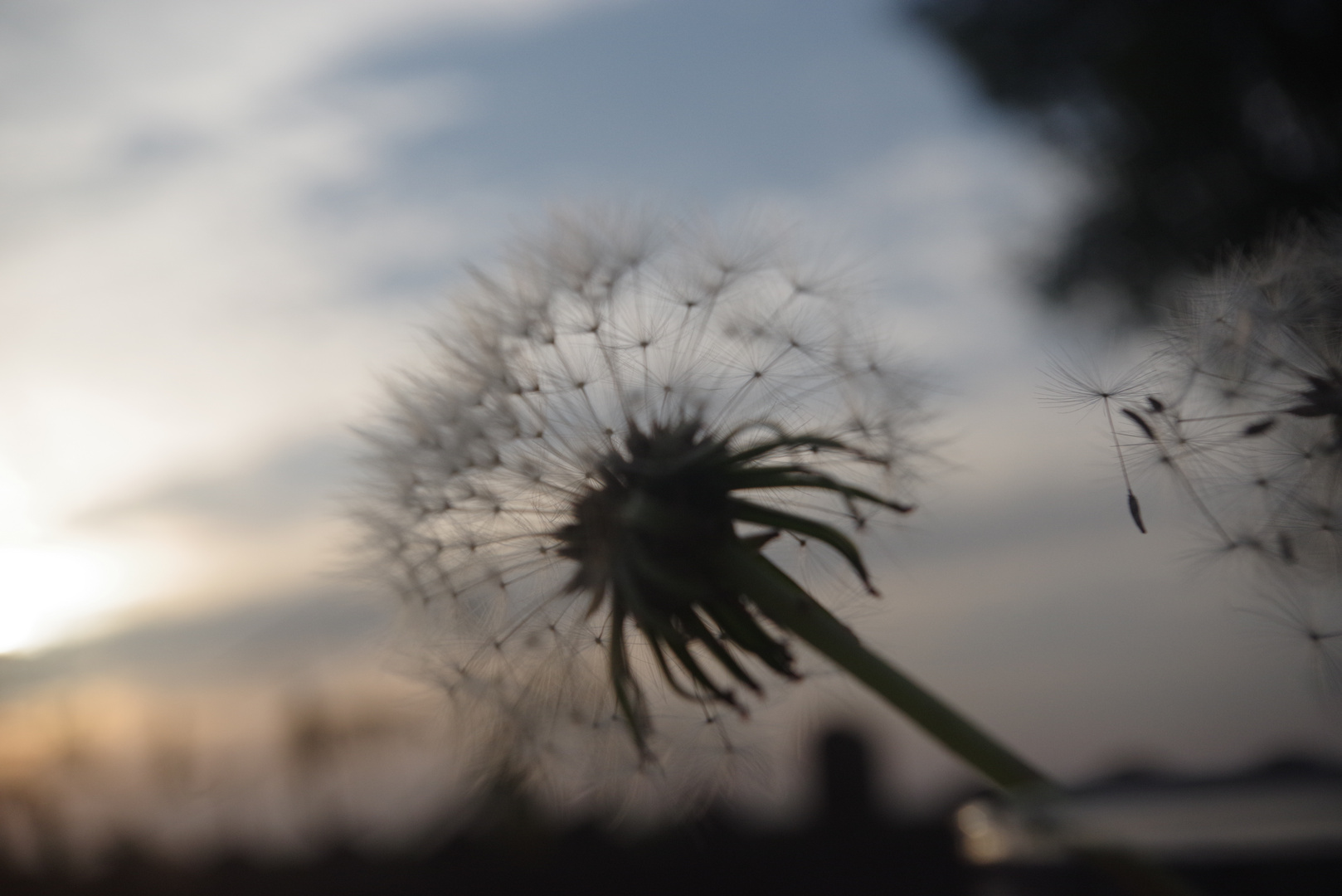 Pusteblume