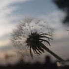 Pusteblume