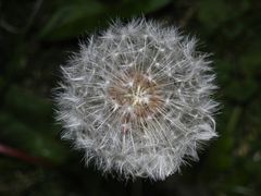 Pusteblume