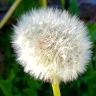 Pusteblume