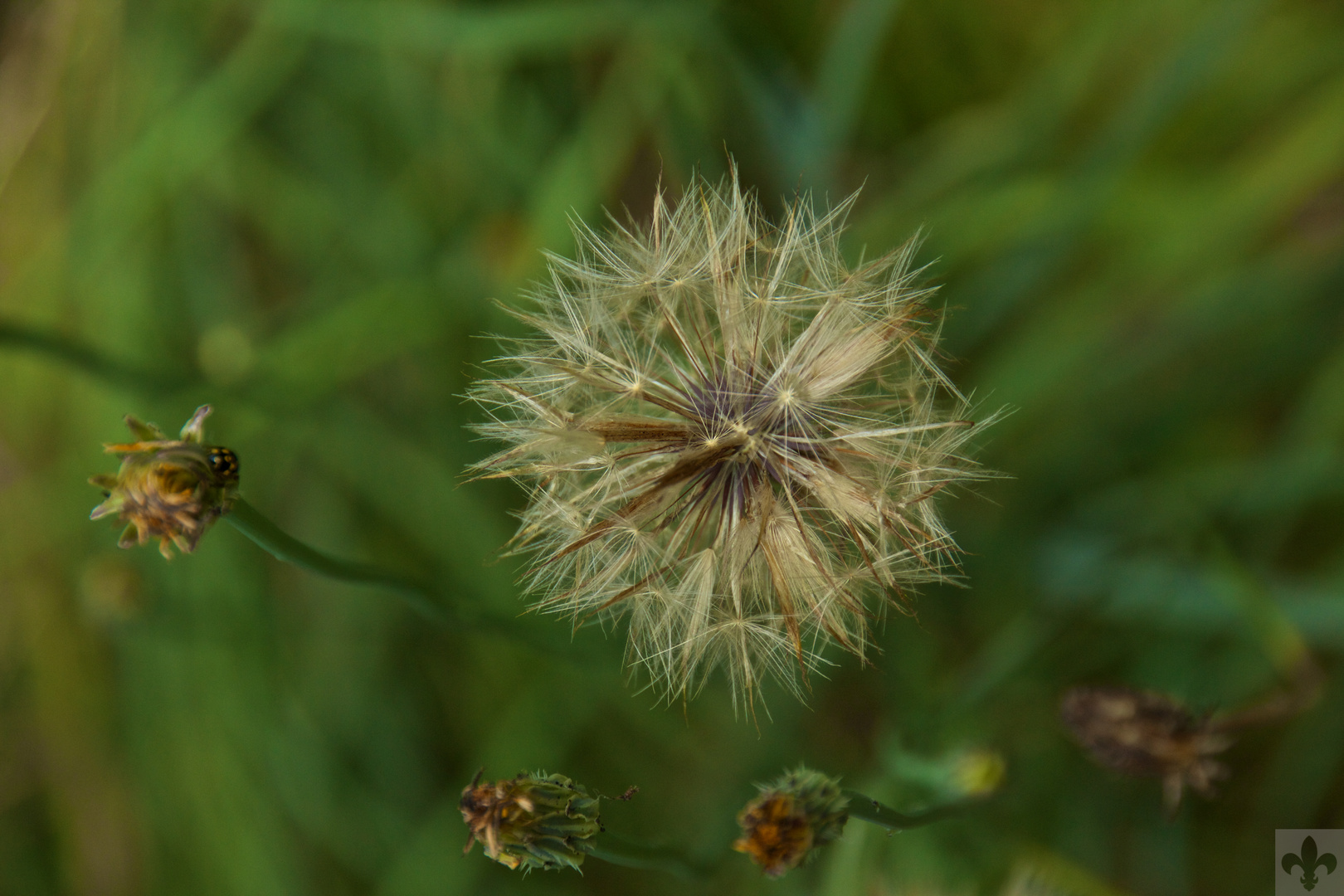 Pusteblume...