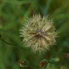 Pusteblume...