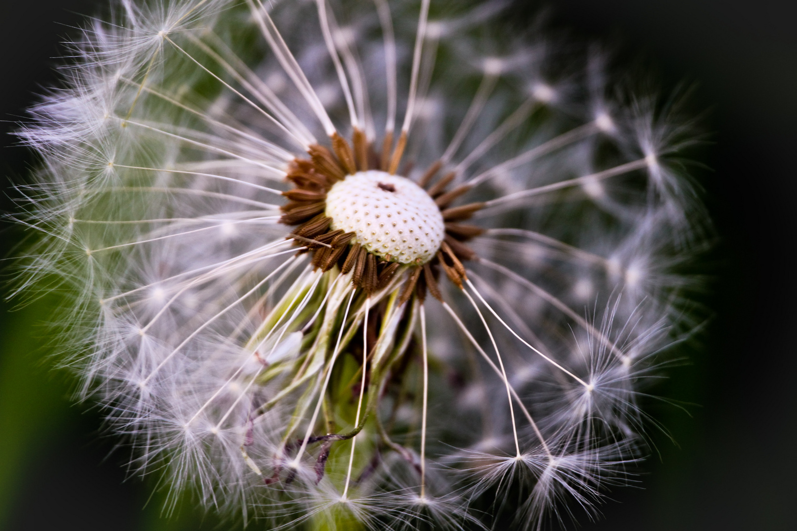 pusteblume