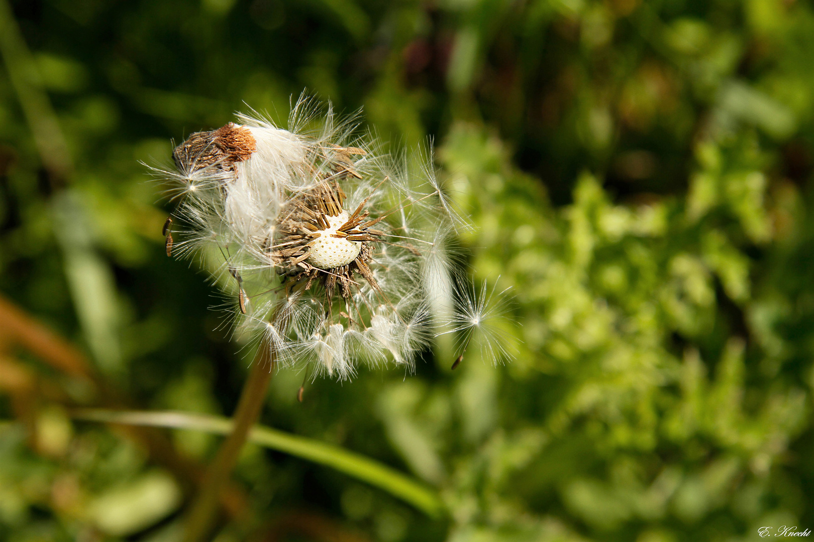 Pusteblume