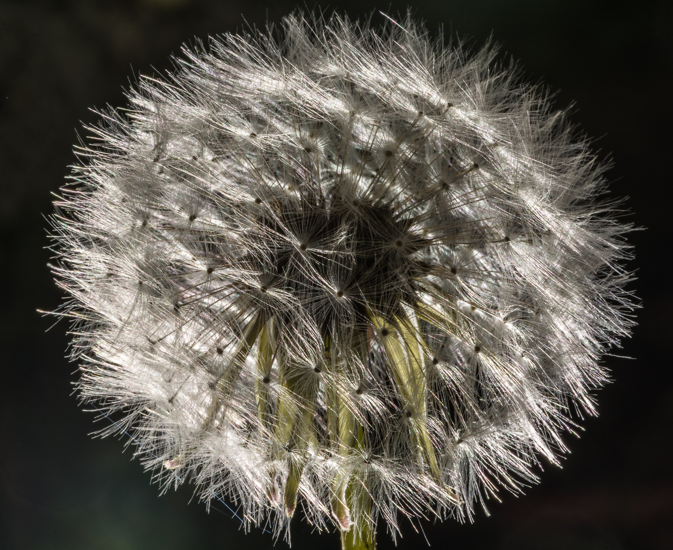 Pusteblume