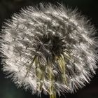 Pusteblume