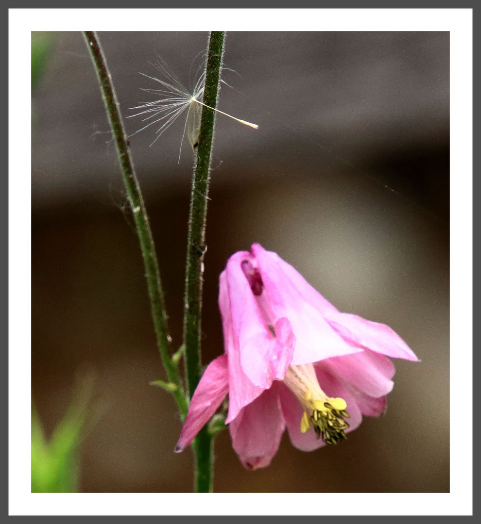 Pusteblume .....