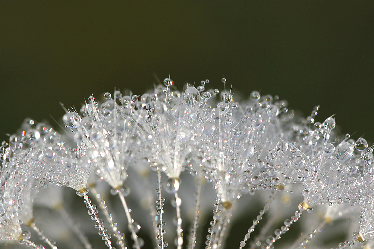 Pusteblume