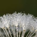 Pusteblume