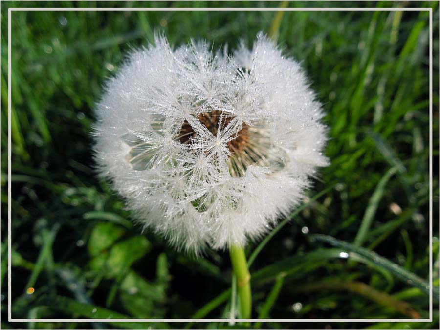 Pusteblume