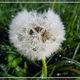 Pusteblume