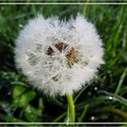 Pusteblume