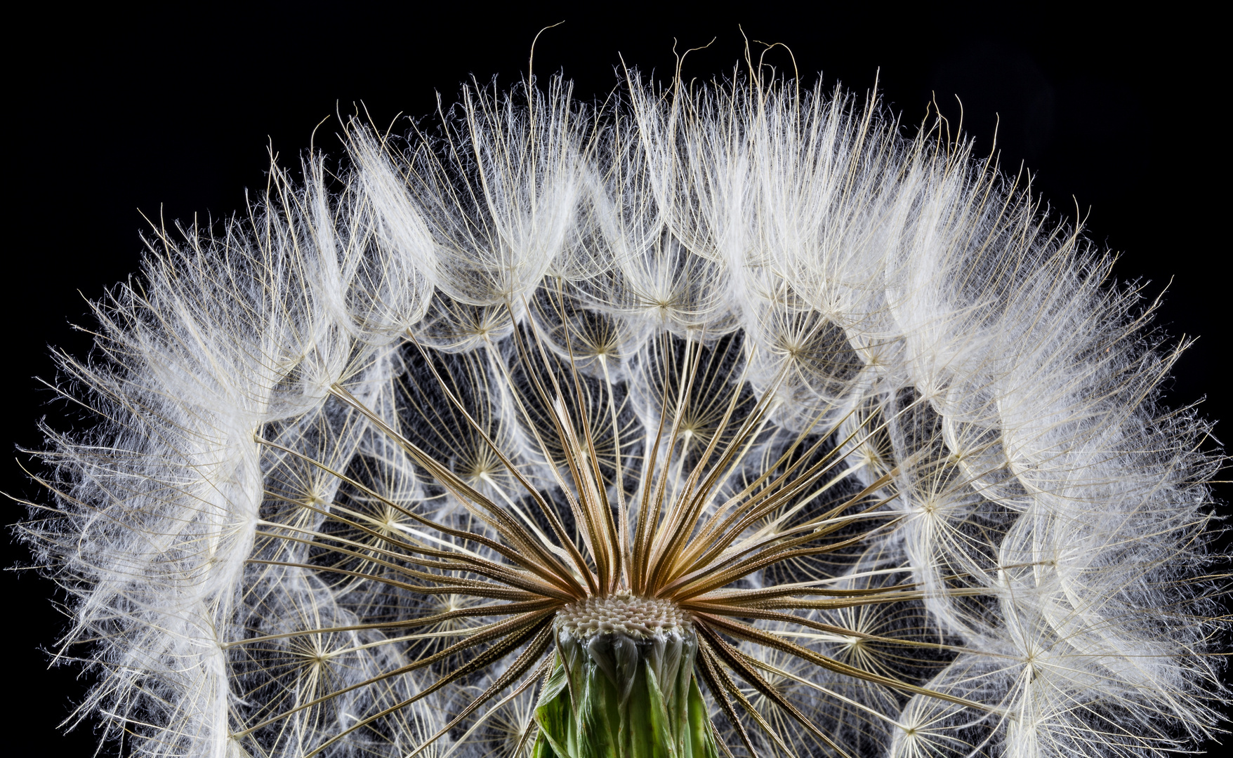 Pusteblume