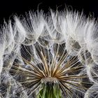 Pusteblume