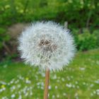 Pusteblume