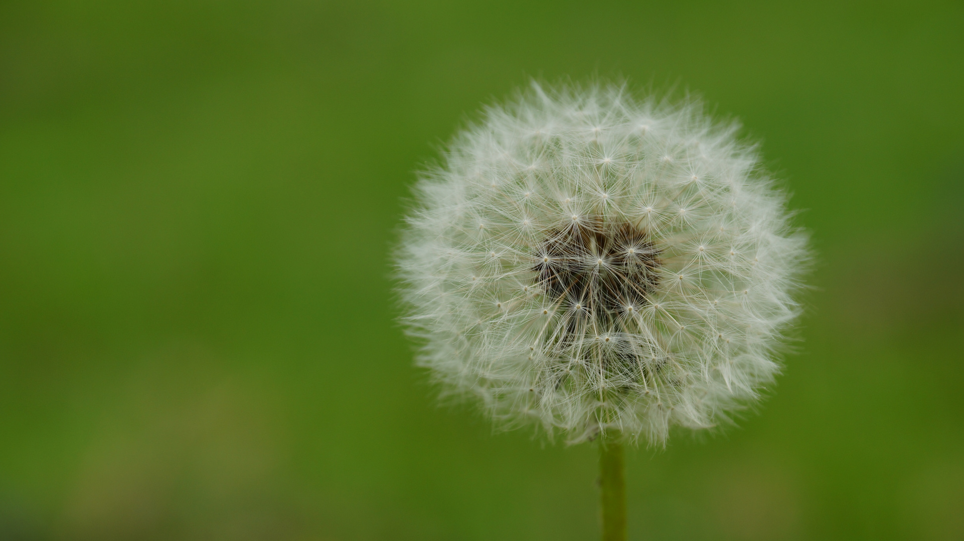 Pusteblume