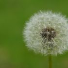 Pusteblume