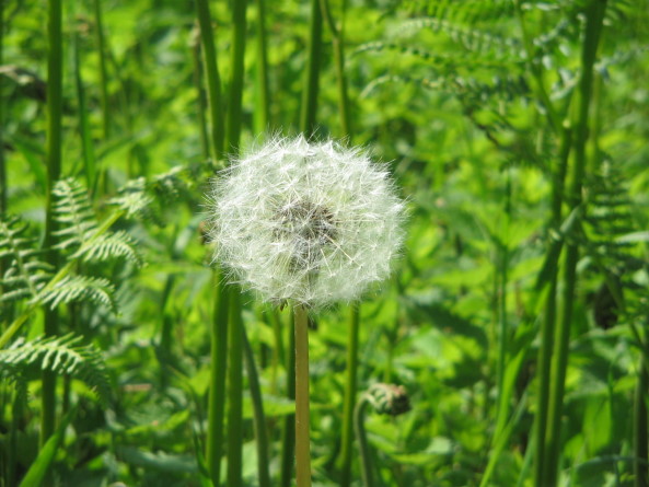 Pusteblume