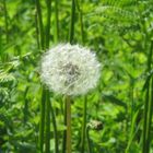 Pusteblume