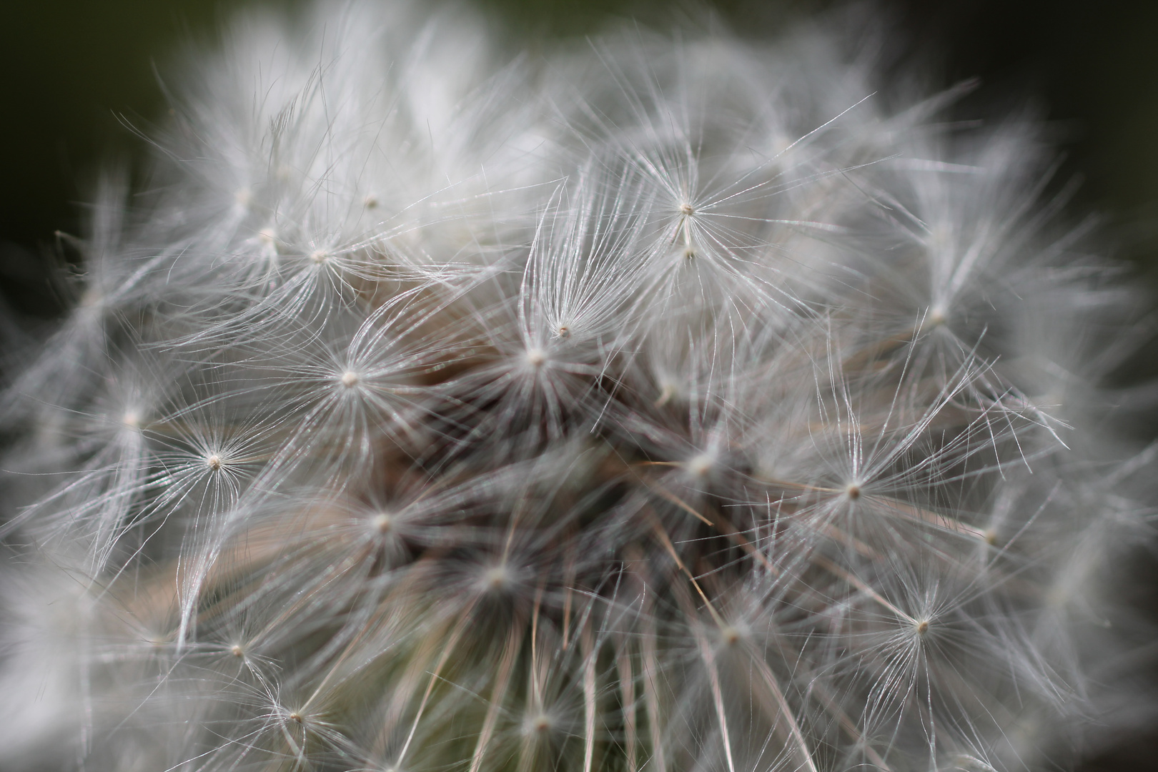 Pusteblume 