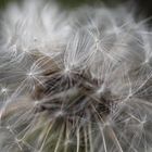 Pusteblume 