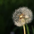 Pusteblume