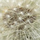 Pusteblume