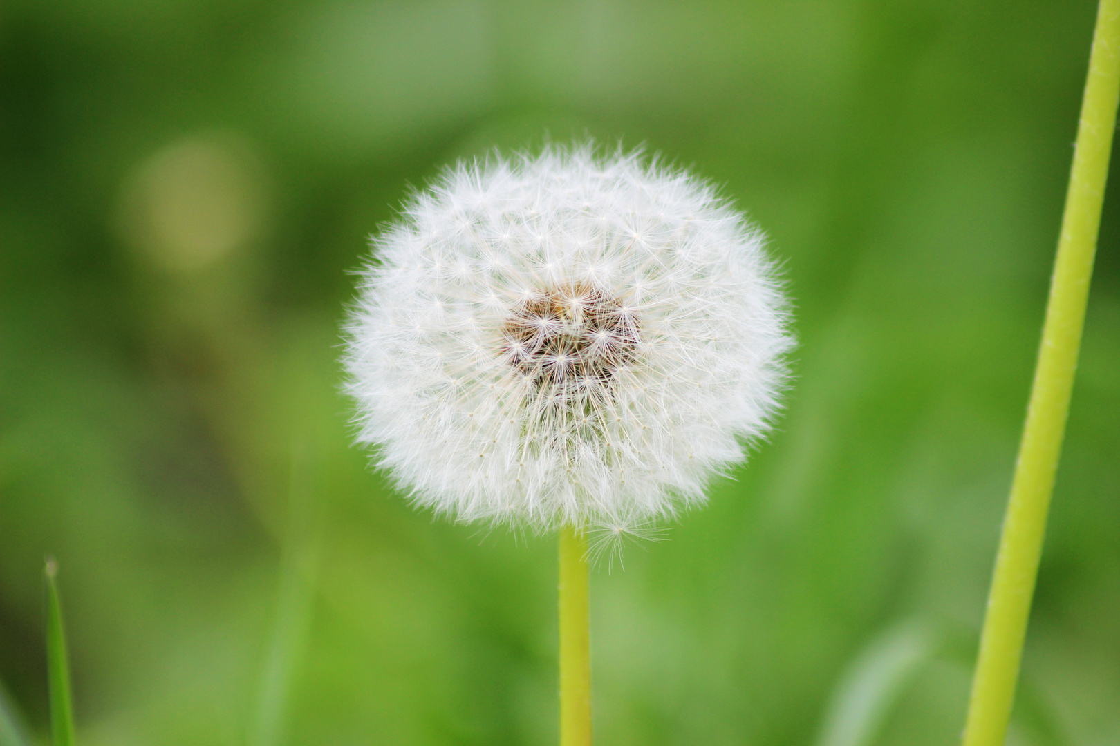 Pusteblume