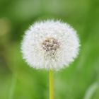 Pusteblume