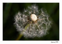 Pusteblume.....