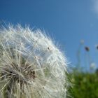 Pusteblume