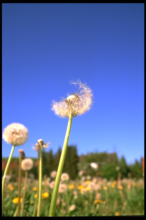 Pusteblume