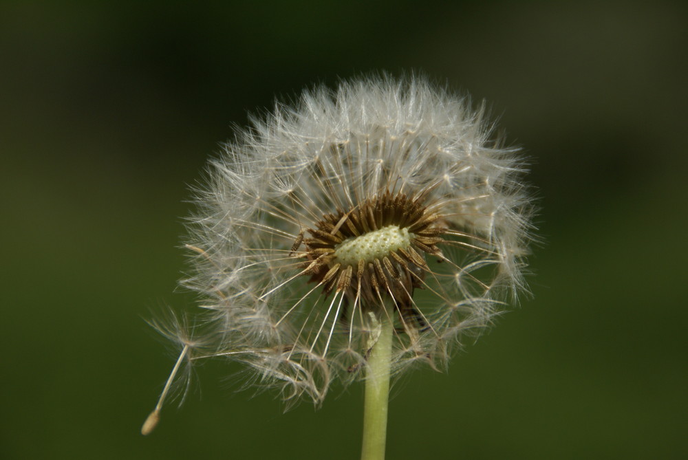 Pusteblume