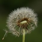 Pusteblume