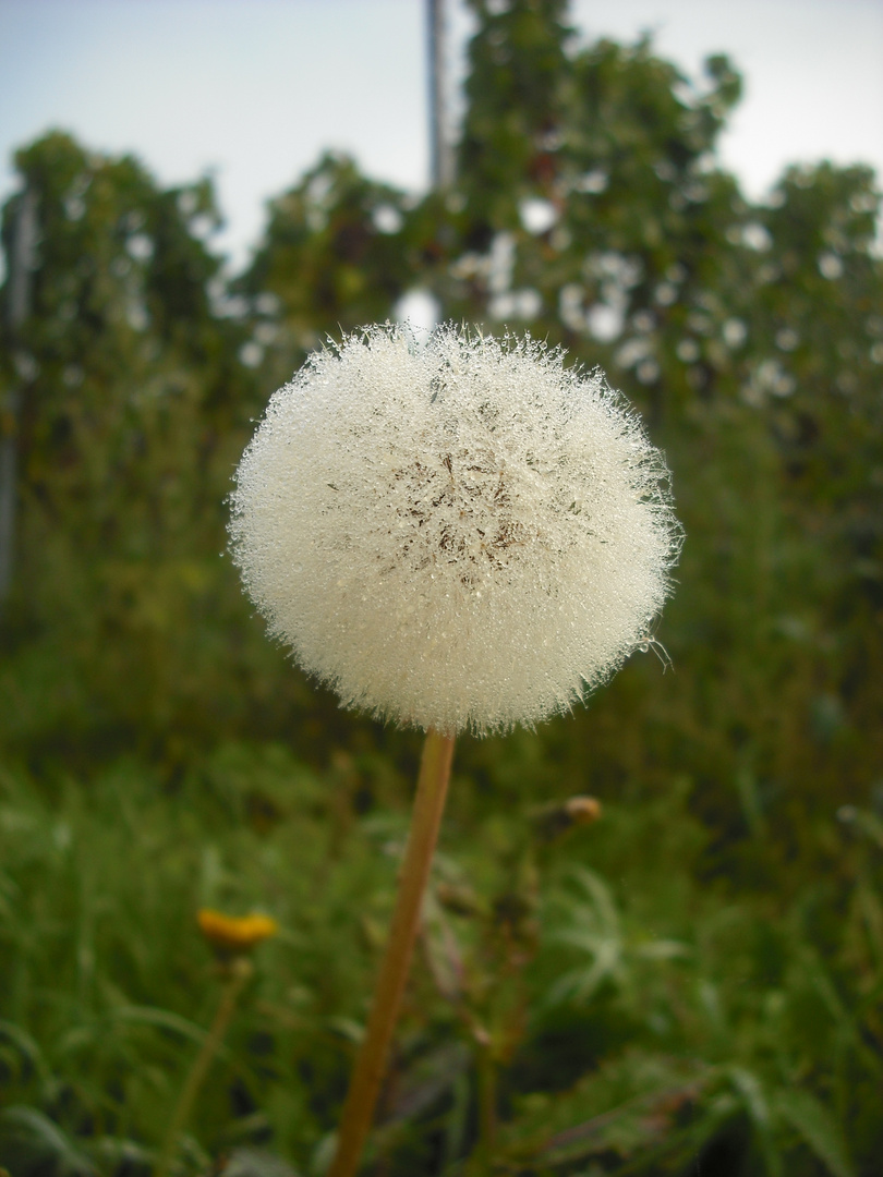 Pusteblume