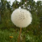 Pusteblume