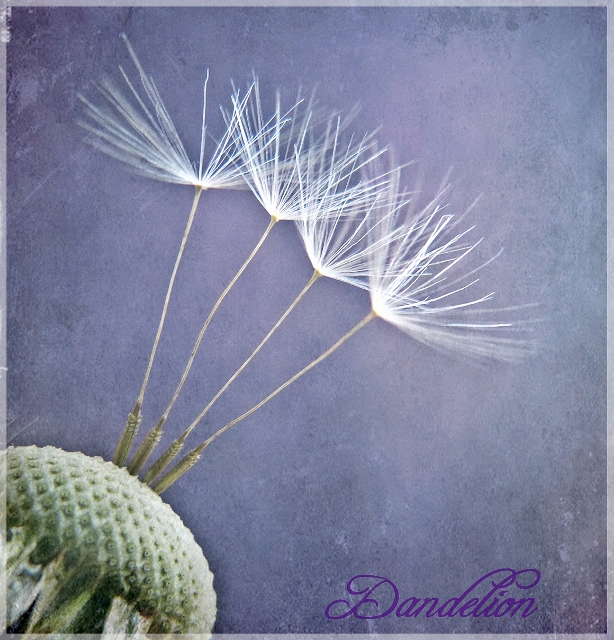 Pusteblume