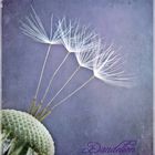 Pusteblume